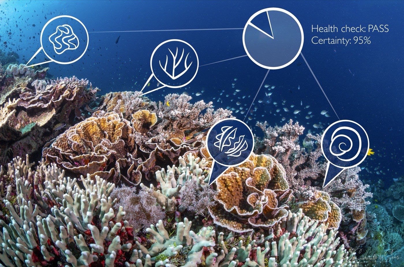 AI-powered reef scanning showing machine learning classification overlay on coral reef imagery