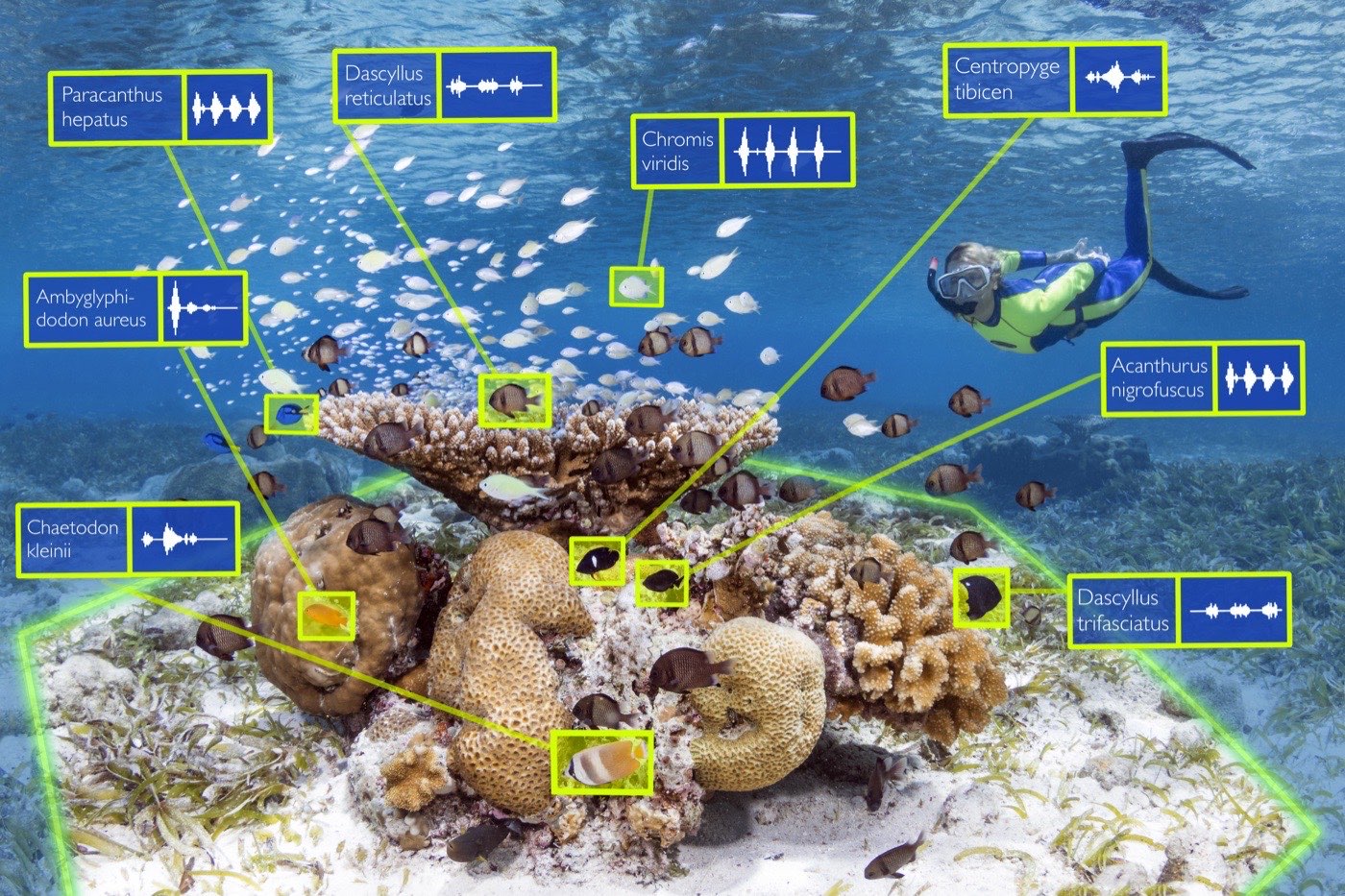 Acoustic monitoring spectrograms showing fish chorus patterns at dawn and dusk
