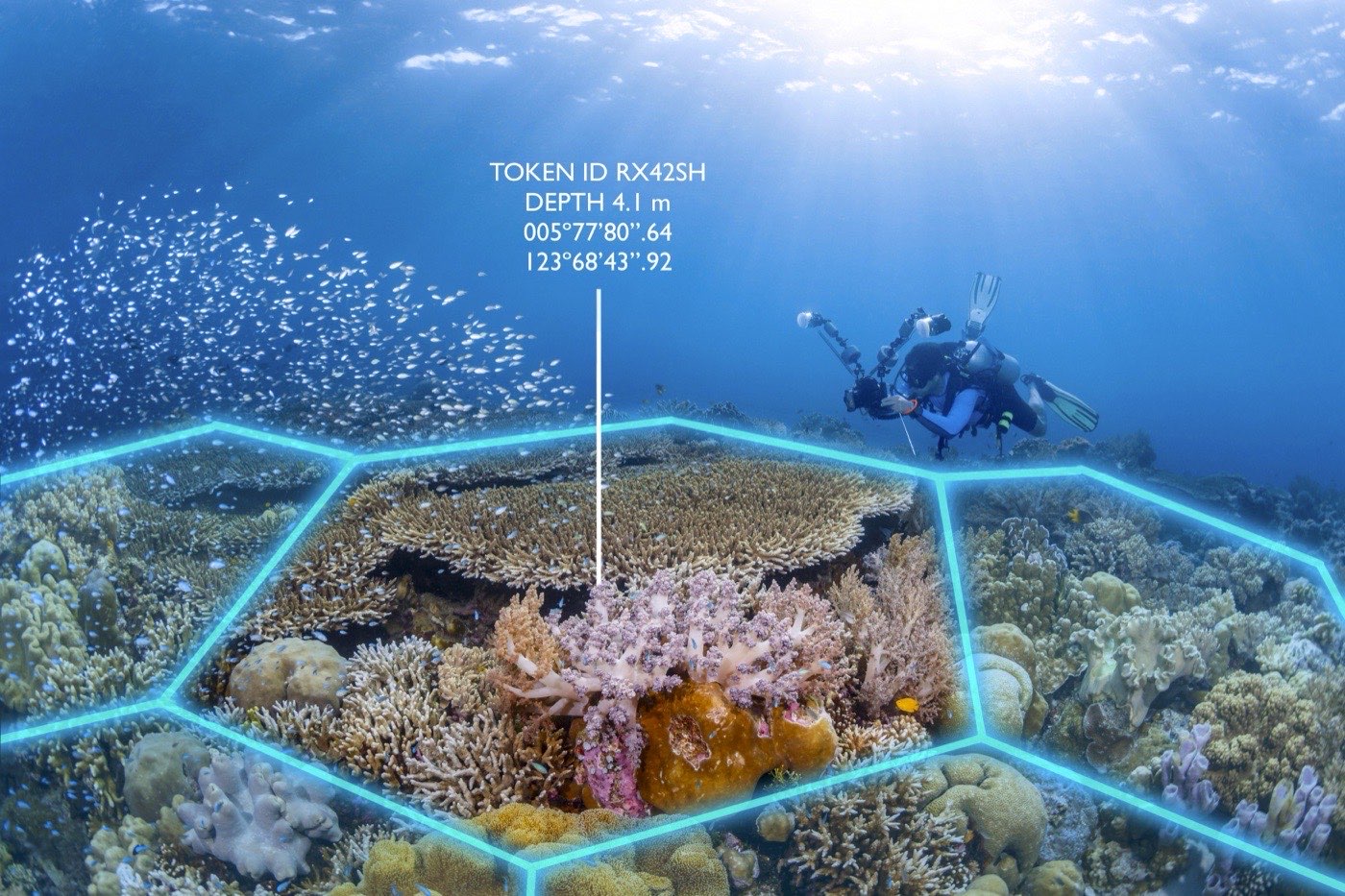 Hexagonal reef cell grid overlaid on underwater reef with cell IDs and coordinates