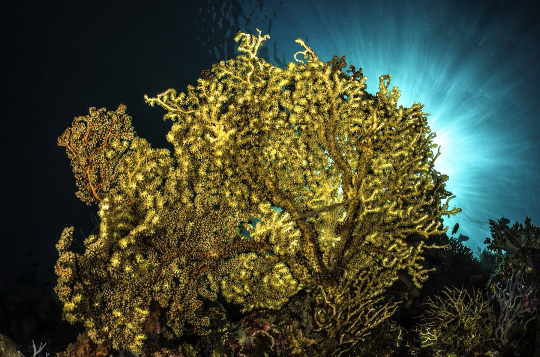 Golden sea fan in Wakatobi reef