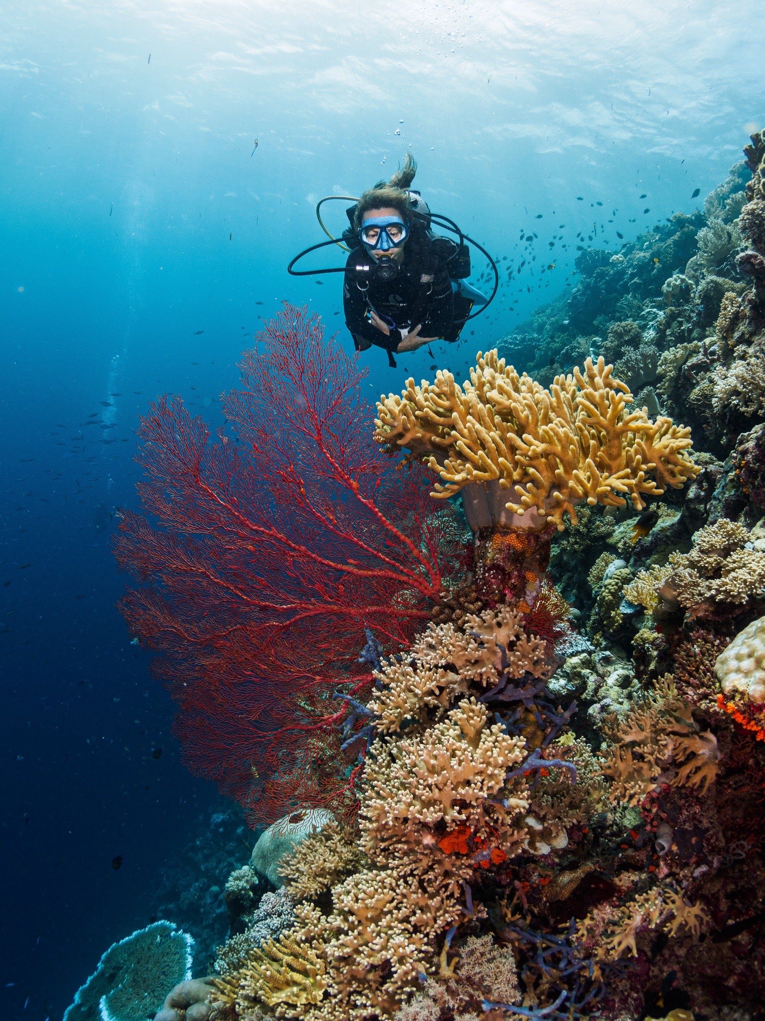 Pristine coral reef in Wakatobi's protected waters