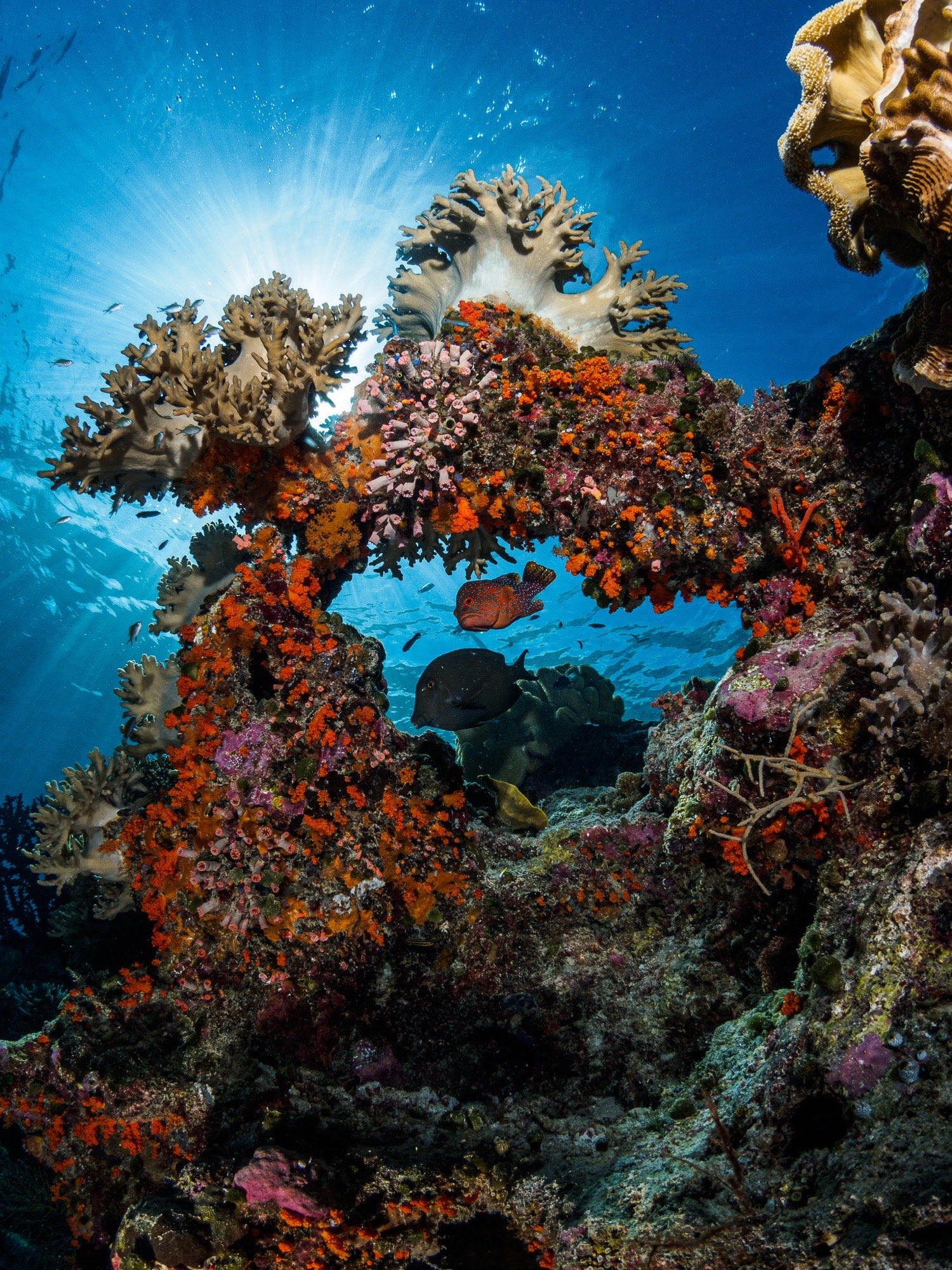 Thriving reef ecosystem in Wakatobi's protected waters