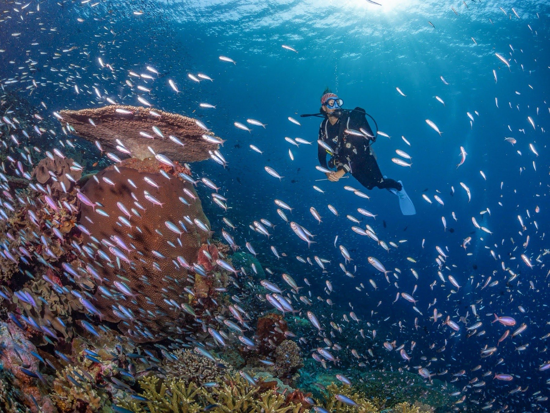 Diver observing reef life in Wakatobi