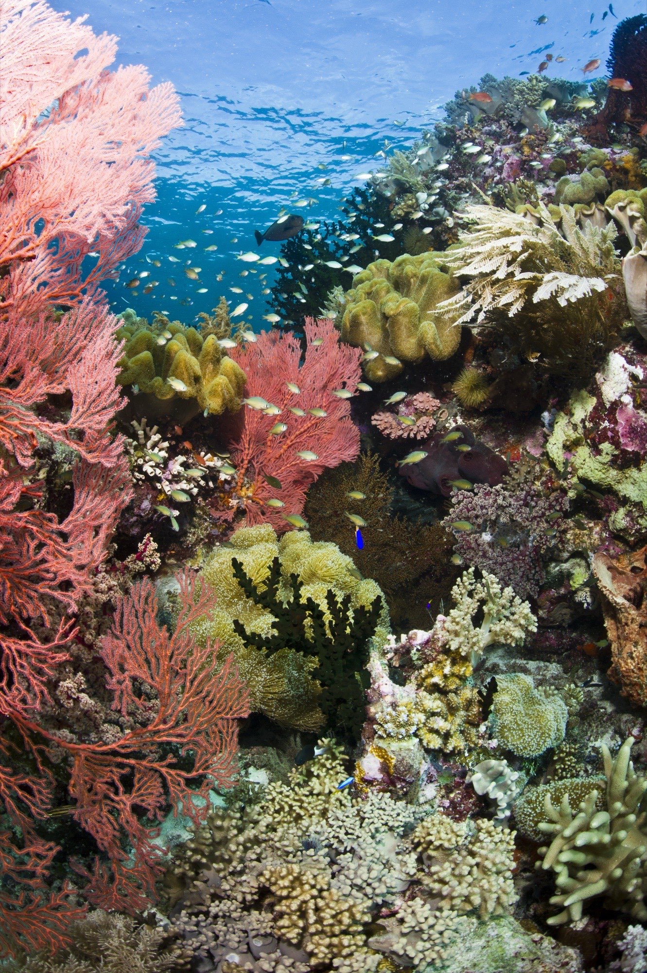 Wide reefscape in Wakatobi