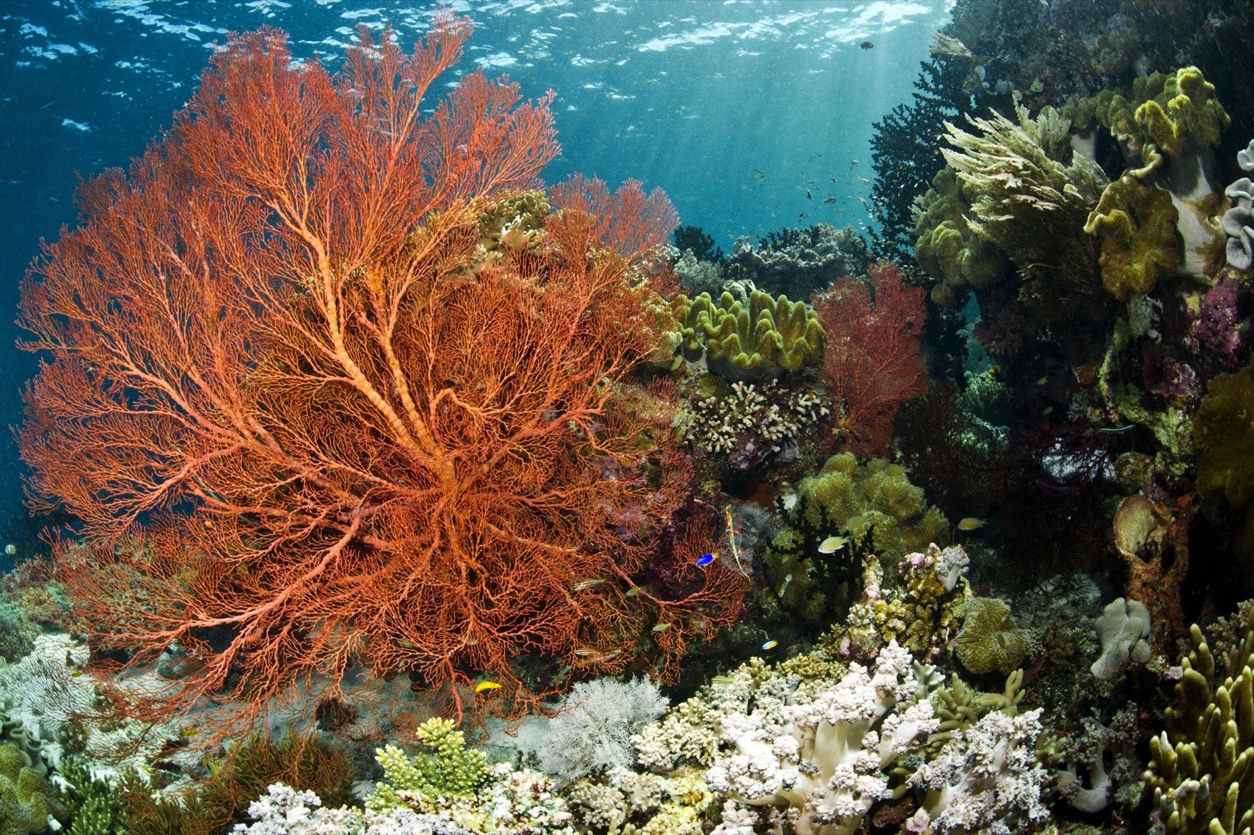 Sea fan detail on Wakatobi reef
