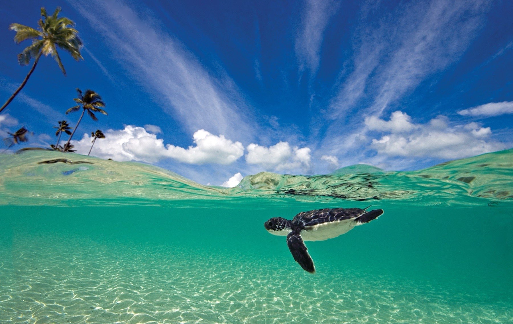 Sea turtle swimming over healthy reef in Wakatobi