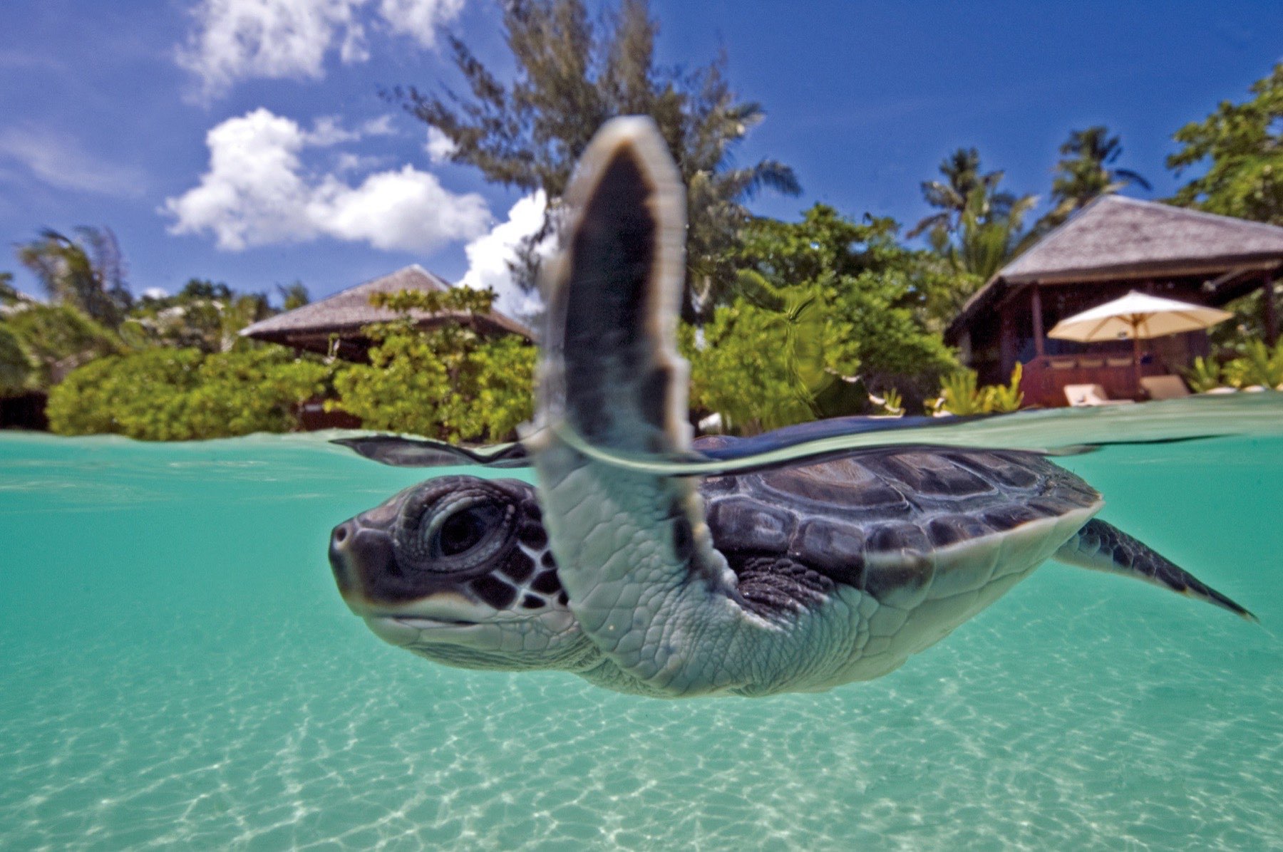 Sea turtle over Wakatobi reef